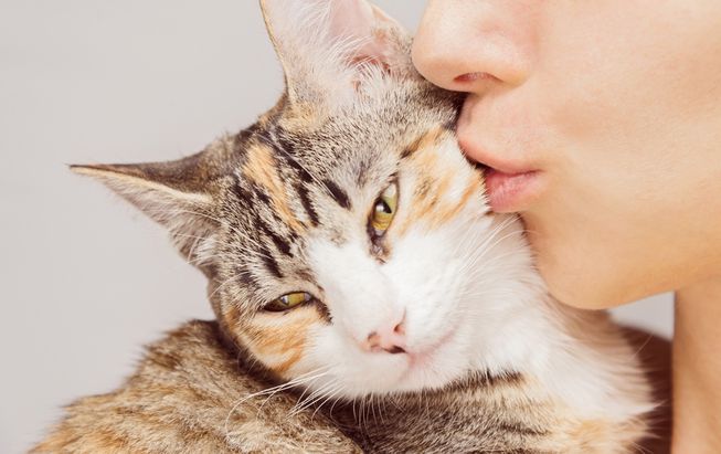 Cat People Are Much More Intelligent Than Dog People